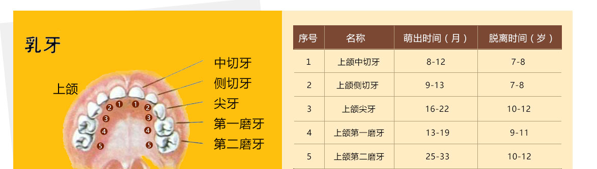 收藏2个表格 让儿童牙齿终生受益 乳牙生长时间表